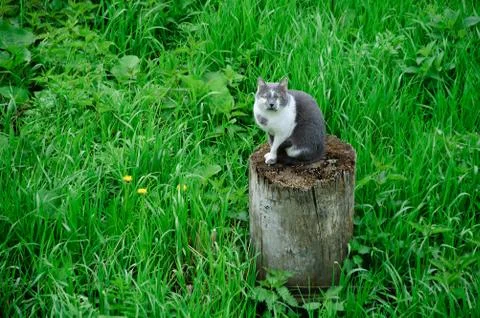 A gray cat is sitting on a stump on a background of green grass. In the summe Stock Photos