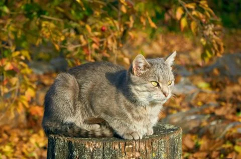 Gray cat sitting on a stump under a tree among yellow leaves in autumn Stock Photos