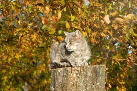 Gray cat sitting on a stump under a tree among yellow leaves in autumn Stock Photos