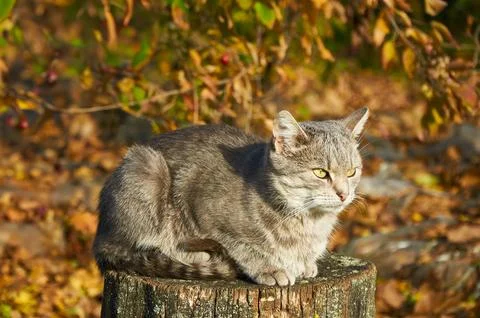 Gray cat sitting on a stump under a tree among yellow leaves in autumn Stock Photos