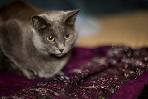 Gray cat sitting on textile with silver glitter Stock Photos