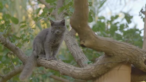 A gray cat sitting on a tree branch, slow motion Stock Footage 133528644