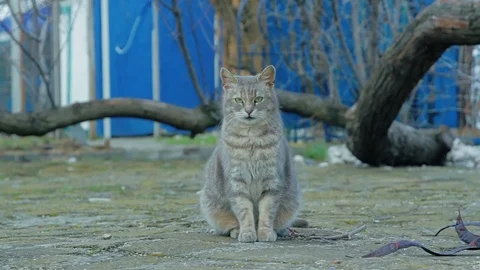 Gray cat sitting under a tree Stock Footage