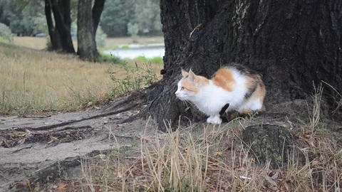 Gray cat sitting under a tree Stock Footage 102242594