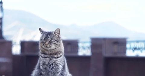 Gray cat sitting on the waterfront Stock Footage 84554958