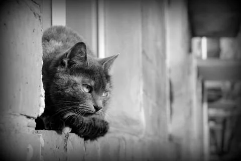 Gray cat sitting by the window on a brick wall on a sunny day Stock Photos