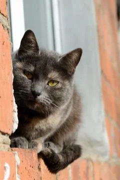 Gray cat sitting on the window on a bright sunny day Stock Photos