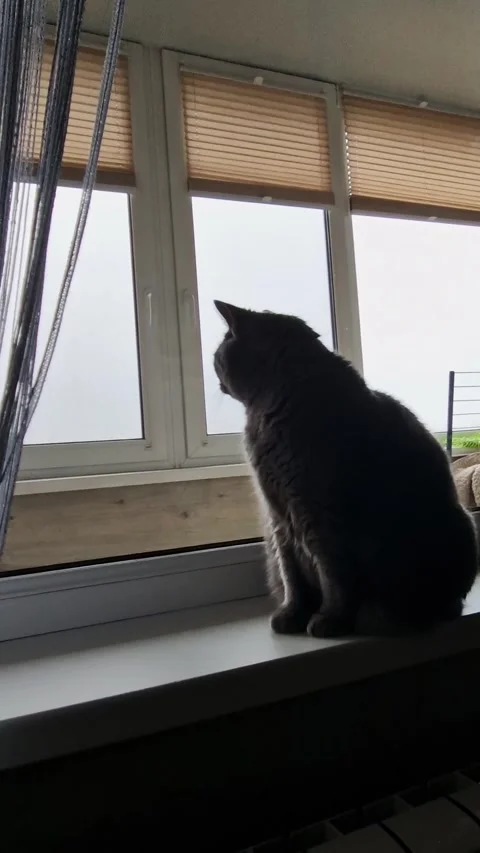 Gray Cat Sitting Window Sill Silhouette Stock Footage 318801193