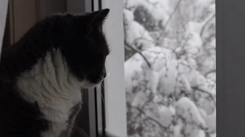 Gray cat sitting on a windowsill and looking outside at a snowy winter landscape Stock Footage 326093081