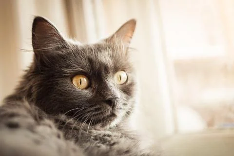Gray cat sitting on the windowsill Stock-Fotos
