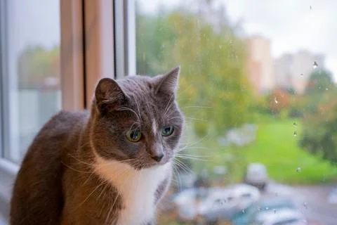 Gray cat sitting on the windowsill 写真素材
