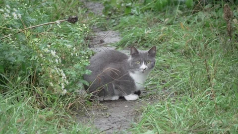 A Gray Cat Is Skillfully Hidden Amongst the Lush and Vibrant Greenery Found in Stock Footage 287857478