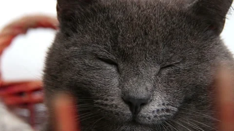 Gray cat sleeping and purring: closeup portrait  Stock Footage 55395085