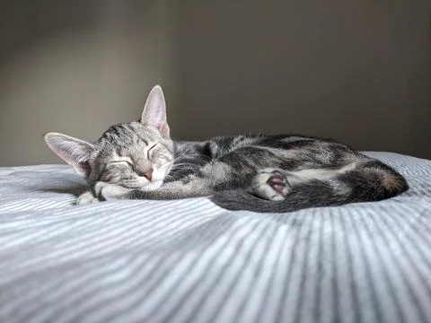 Gray Cat Sleeping on Bed  Stock Photos
