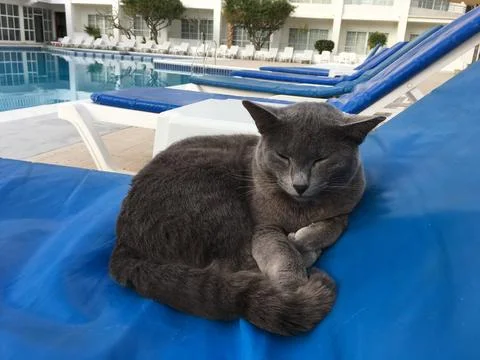 Gray cat sleeping on blue sunbed near swimming pool. Relaxation, leisure and  Stock Photos