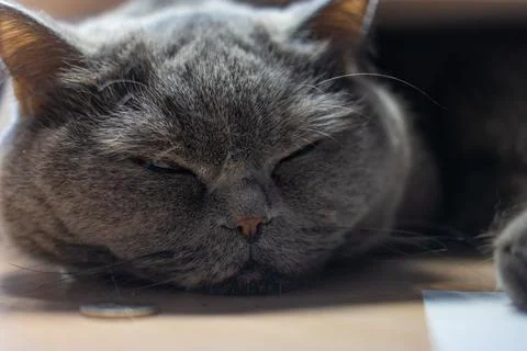 Gray cat is sleeping. british cat breed cat muzzle. big cat eyes. Lazy britis Stock Photos