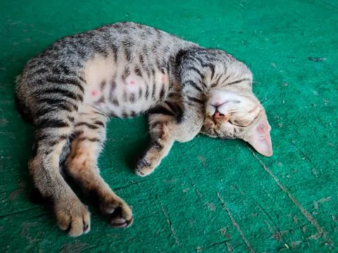 Gray cat sleeping on the carpet Stock Photos
