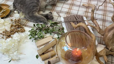 Gray Cat Sleeping on Craft Table with Dried Flowers and DIY Materials Stock-Footage 311324169
