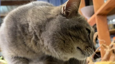 Gray Cat Sleeping on Craft Table with Dried Flowers and DIY Materials 库存影片 311324350