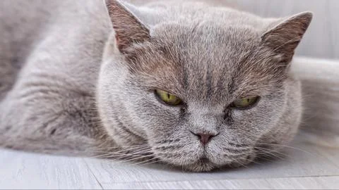 Gray Cat at sleeping on the floor Stock Photos