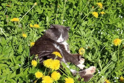 Gray cat sleeping on grass with yellow dandelions Stock Photos