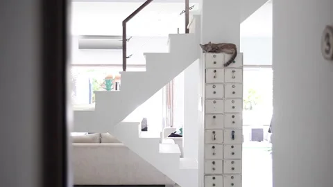 Gray cat sleeping on lock boxes Stock Footage 133487036