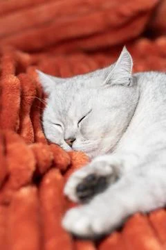 Gray cat sleeping peacefully on bright orange blanket,warm and cozy atmosph.. Stock Photos
