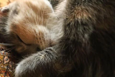 Gray cat sleeping peacefully Foto stock
