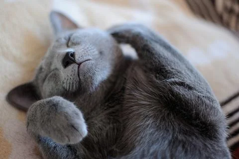 Gray cat sleeping Stock Photos