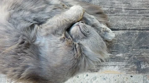 Gray cat sleeping top down view Video stock 136037059