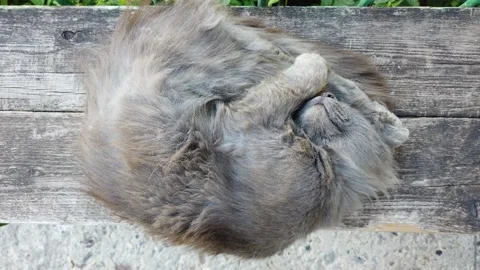Gray cat sleeping top down view Stock Footage 136037081