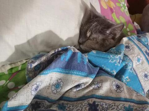 Gray cat sleeping under the quilt Foto stock