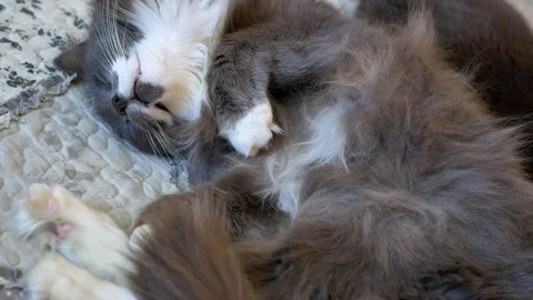 Gray cat is sleeping, waving its tail, close-up Stock Footage 107627523