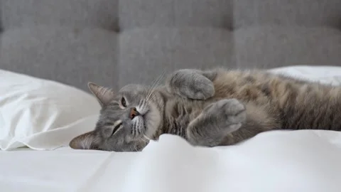 Gray cat sleeps on the bed, tosses and turns in his sleep Stock Footage 300105294