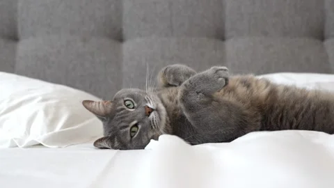 Gray cat sleeps on the bed, tosses and turns in his sleep Stock Footage 301080061