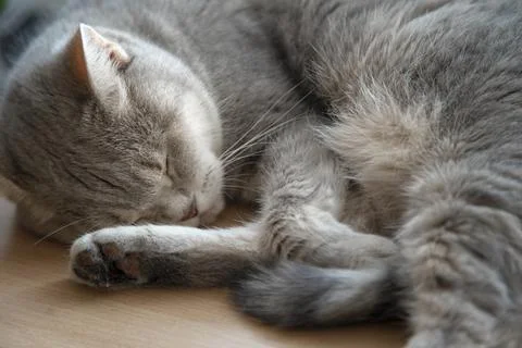 Gray cat sleeps close up. Stock Photos