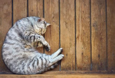 Gray cat sleeps in a crescent position on a wooden floor Stock Photos
