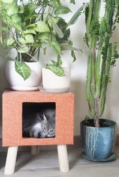 Gray cat sleeps in a house surrounded by domestic plants Stock Photos