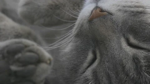 Gray cat sleeps on its back Stock Footage 151486969