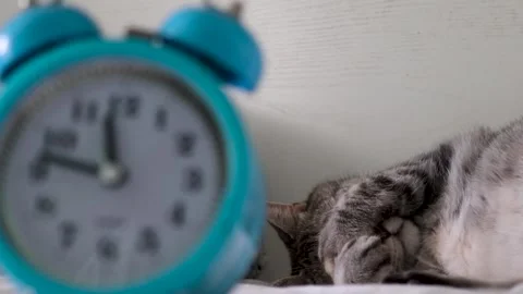 A gray cat sleeps with its muzzle tucked into its paws. The happy cat stays home Stock Footage 271253327