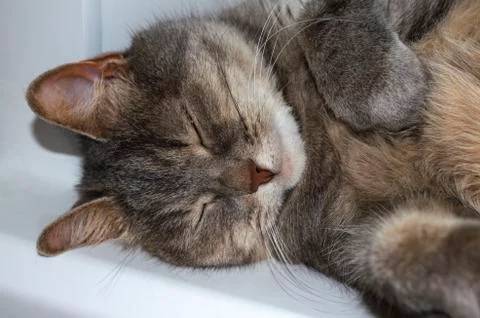 Gray cat sleeps on its side Stock Photos