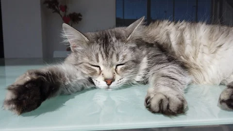 Gray cat sleeps lying on a garden table Vídeo Stock 126252640