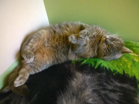 Gray Cat Sleeps Stock Photos