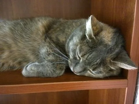 Gray Cat Sleeps Stock Photos