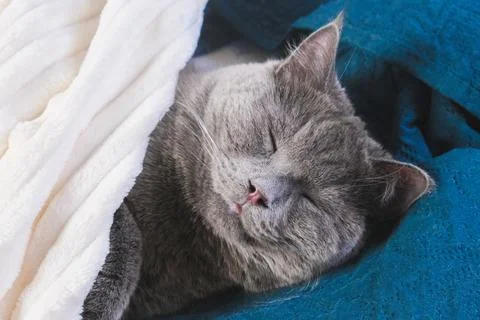 A gray cat sleeps under blanket. Cat chartreuse. Laziness, sleep, drowsiness Stock Photos