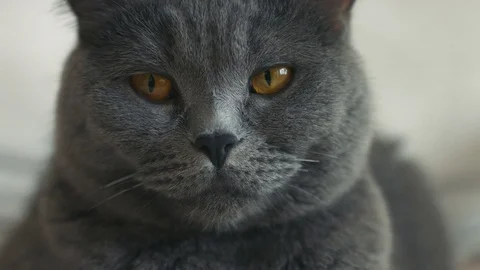A gray cat with smart yellow eyes Stock Footage 74078508