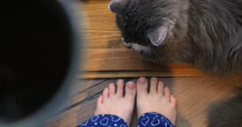 Gray cat sniffing bare feet of person wearing pajamas, revealing intimate Stock Footage 301525178