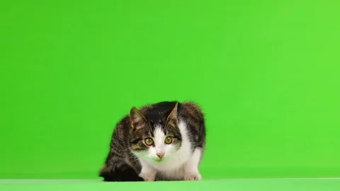 Gray cat sniffs and looks up, on a green background Stock Footage 103808548