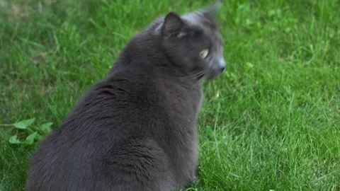 Gray cat sniffs the grass in the park. Stock Footage 290980383
