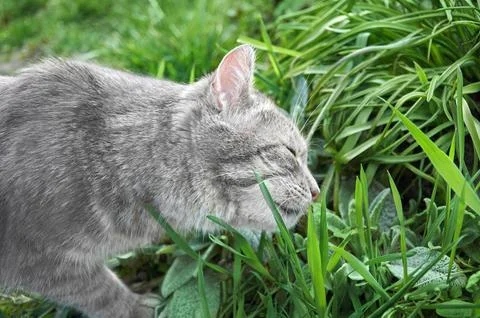 A gray cat sniffs the grass in the park Stock Photos